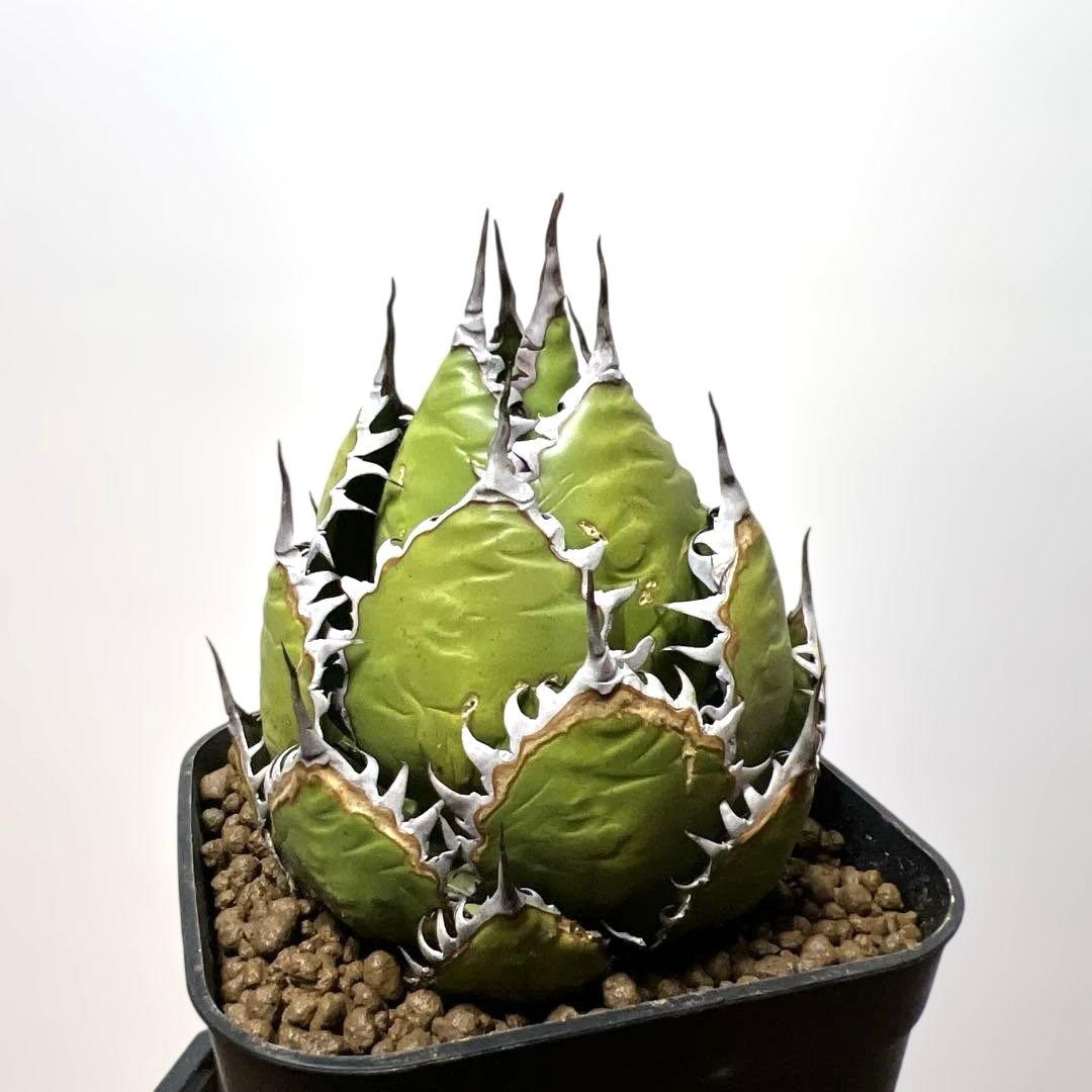 アガベ 鉢植発送 ホリダ 強刺 狂刺 極上血統 スペシャル個体 特選株