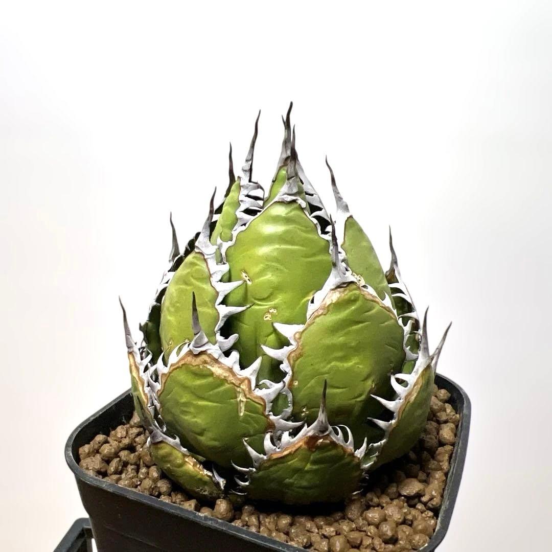 アガベ 鉢植発送 ホリダ 強刺 狂刺 極上血統 スペシャル個体 特選株