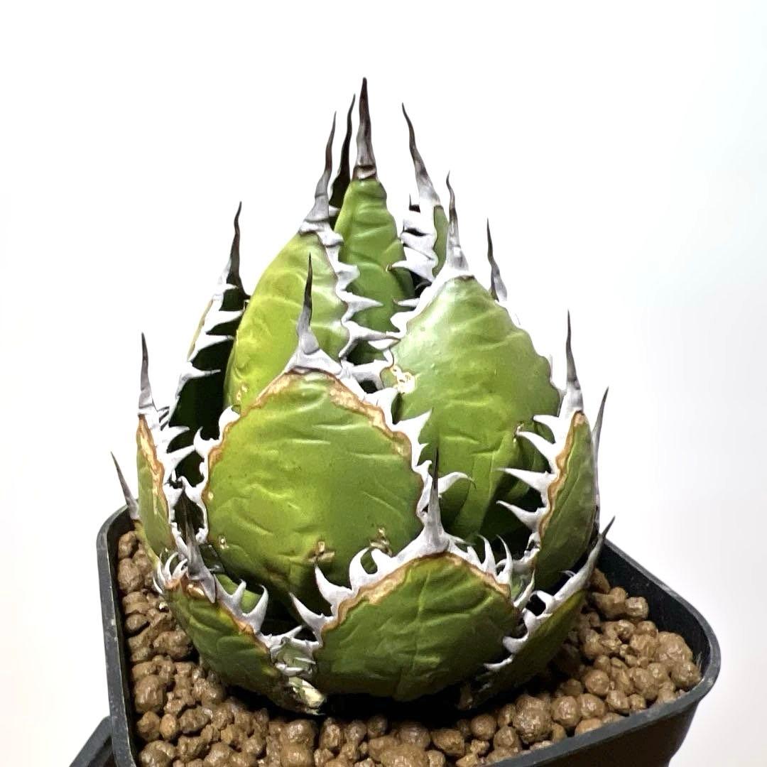 アガベ 鉢植発送 ホリダ 強刺 狂刺 極上血統 スペシャル個体 特選株