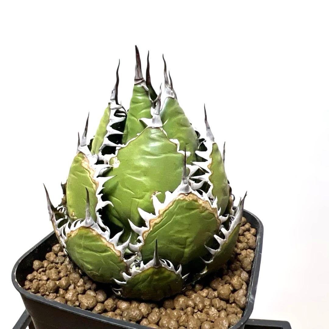 アガベ 鉢植発送 ホリダ 強刺 狂刺 極上血統 スペシャル個体 特選株