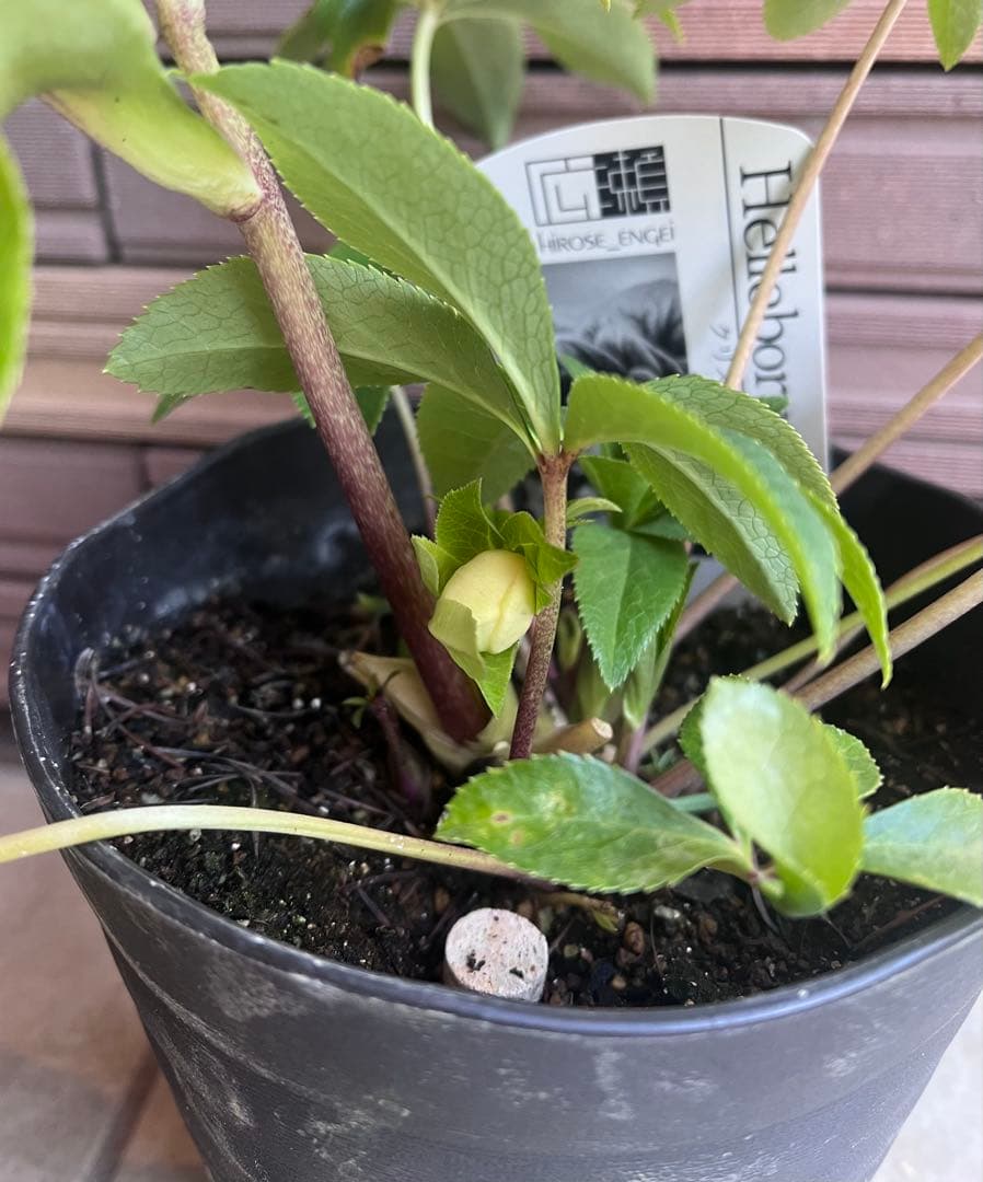 広瀬園芸 クリスマスローズ ホワイトピンクボカシdd