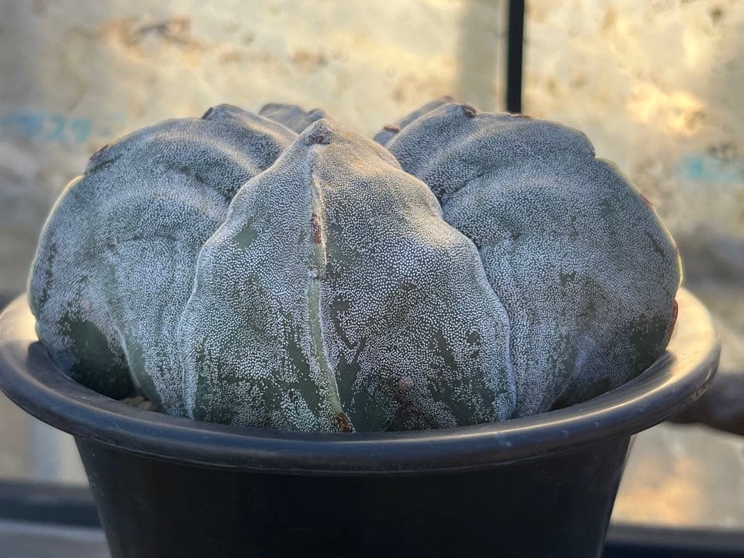 アストロフィツム　ストロンギロゴナム