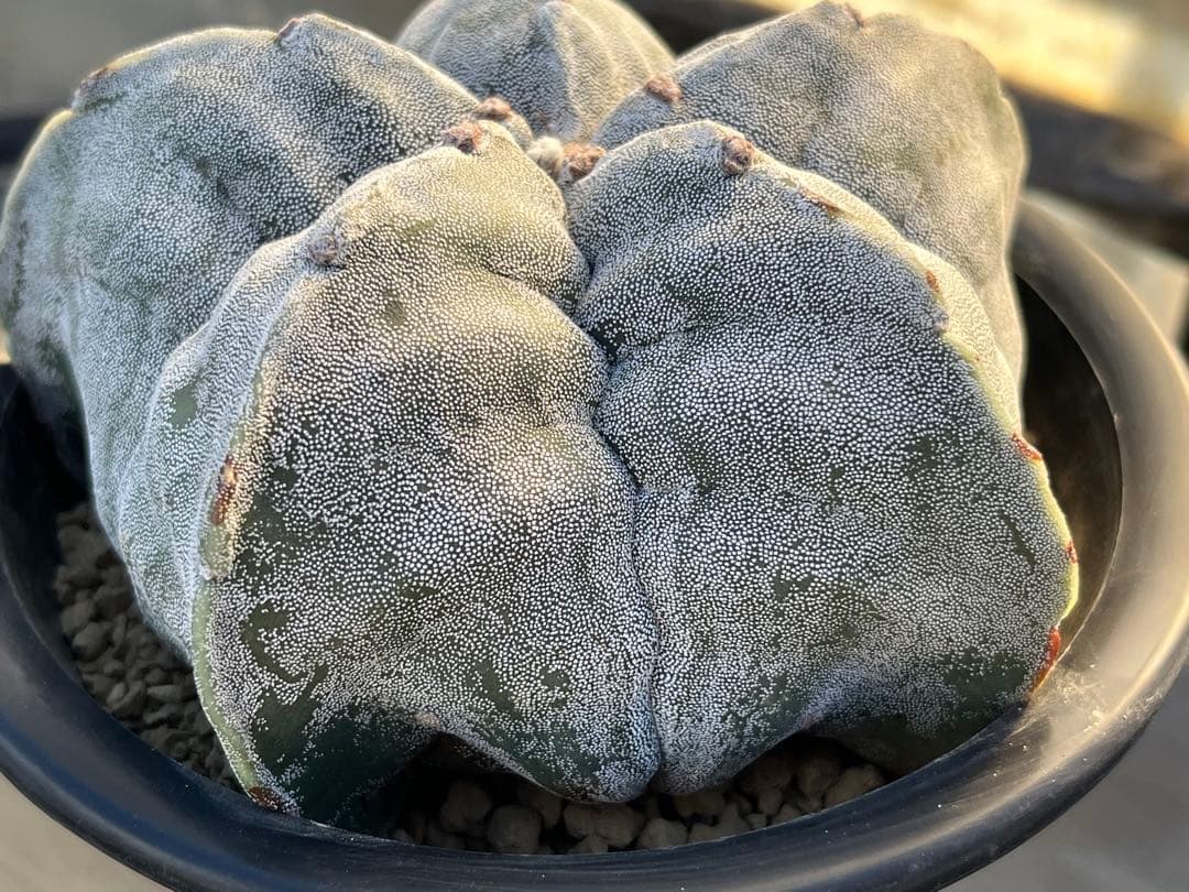 アストロフィツム　ストロンギロゴナム