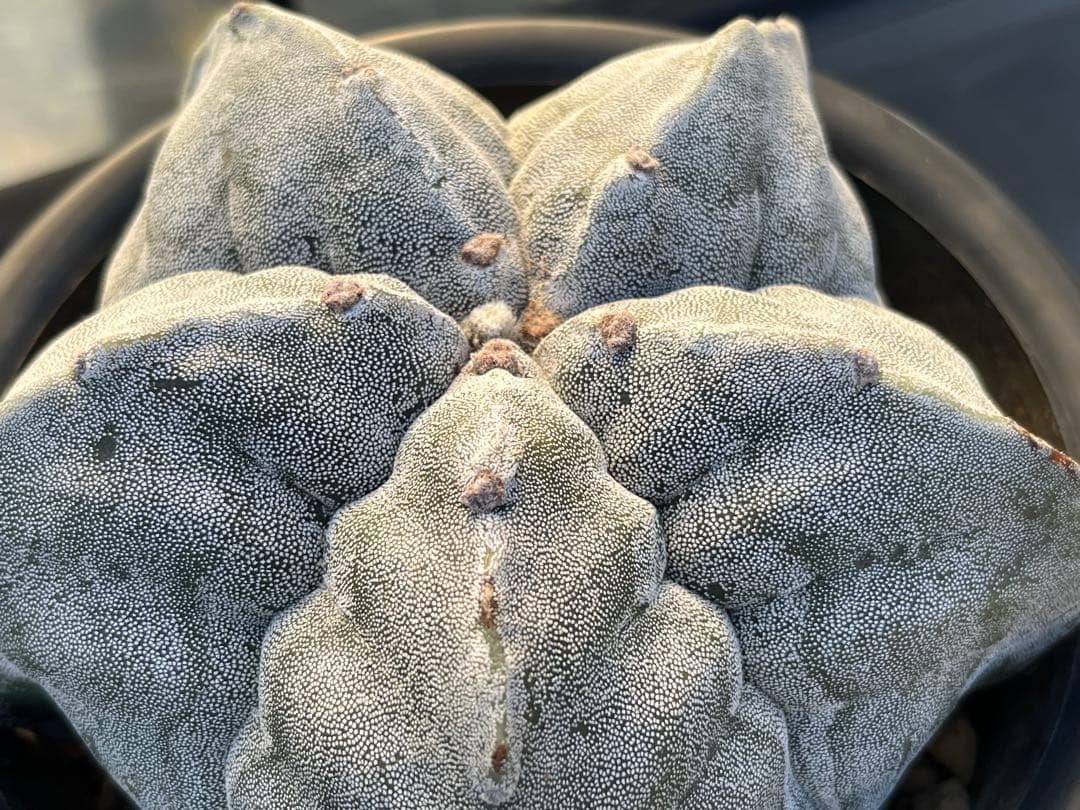 アストロフィツム　ストロンギロゴナム