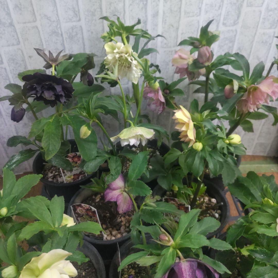 １０日入荷分⭐️クリスマスローズダブル咲き⭐️８鉢セット