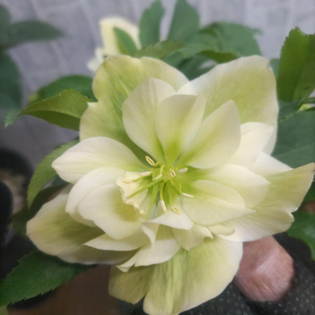 １０日入荷分⭐️クリスマスローズダブル咲き⭐️８鉢セット