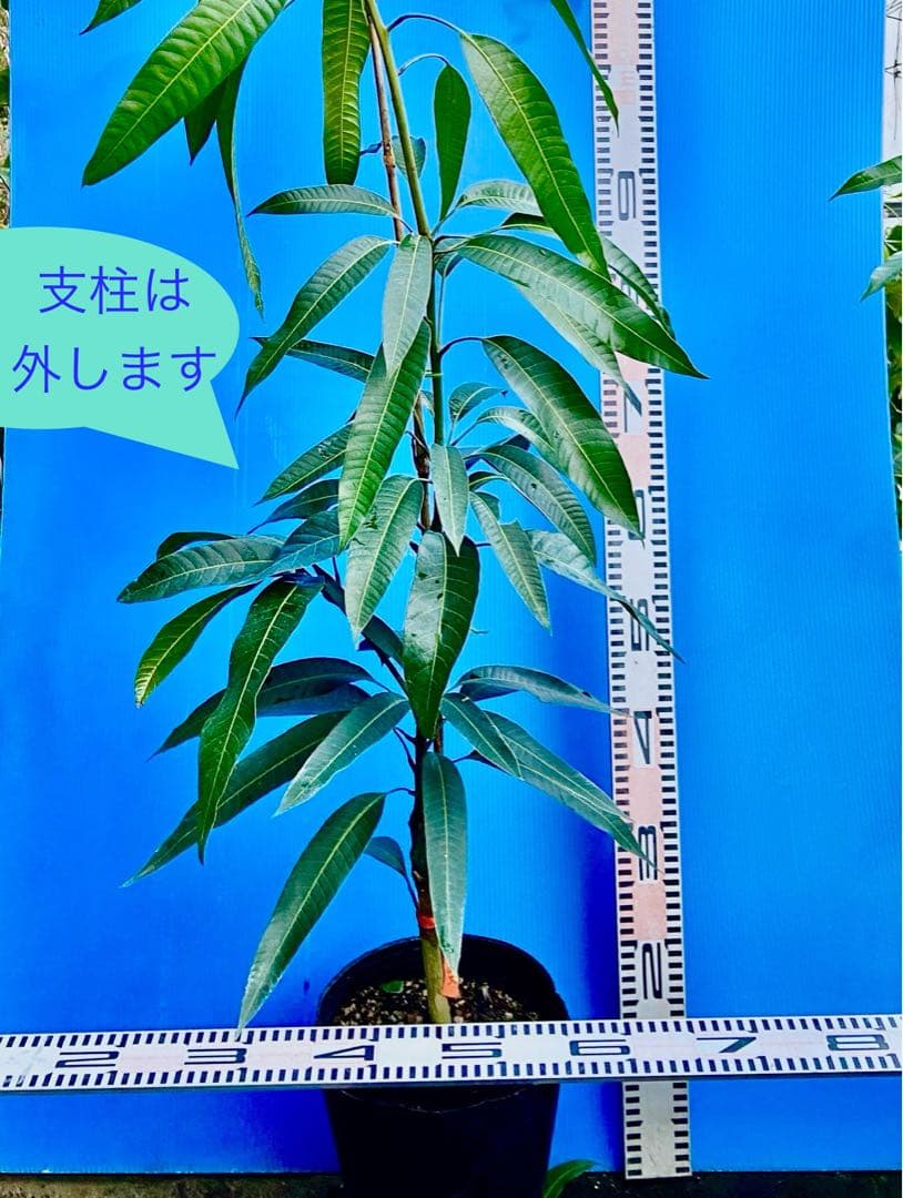 くろ❷-1玉文マンゴー 耐寒ヤマシタに接木