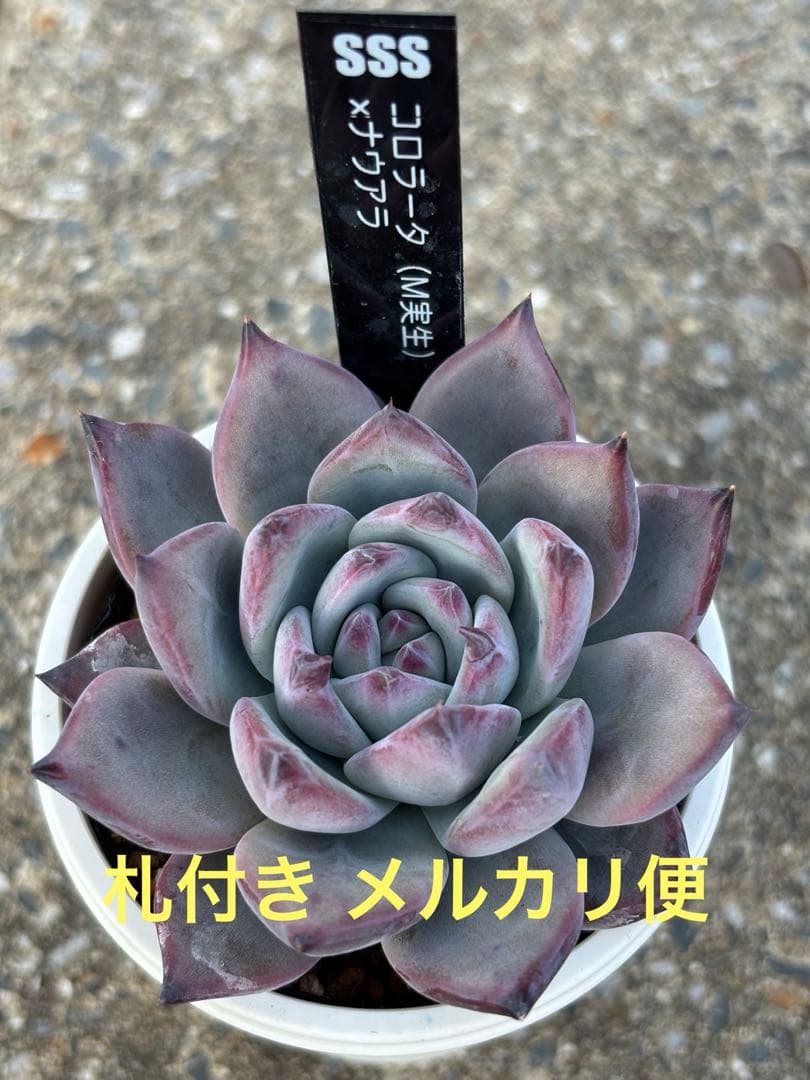 極上株 SSSさん苗 コロラータ（M実生）×ナウアラ 札付き 多肉植物
