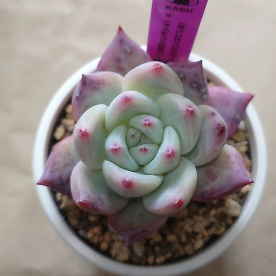 多肉植物　まとめ売り（札付き）