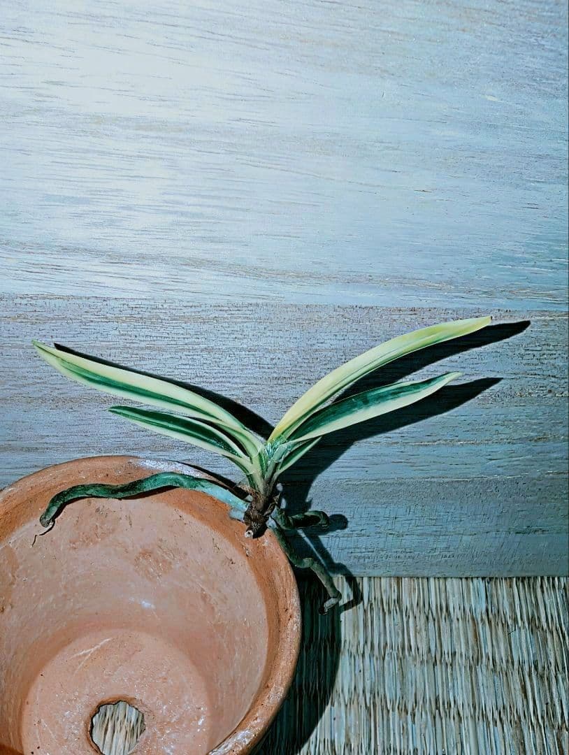 【迎春特別価格品】富貴蘭　Super白牡丹