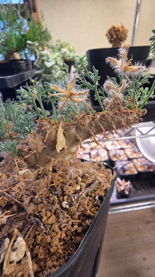 サウコカウロン　ペニクリナム　大株