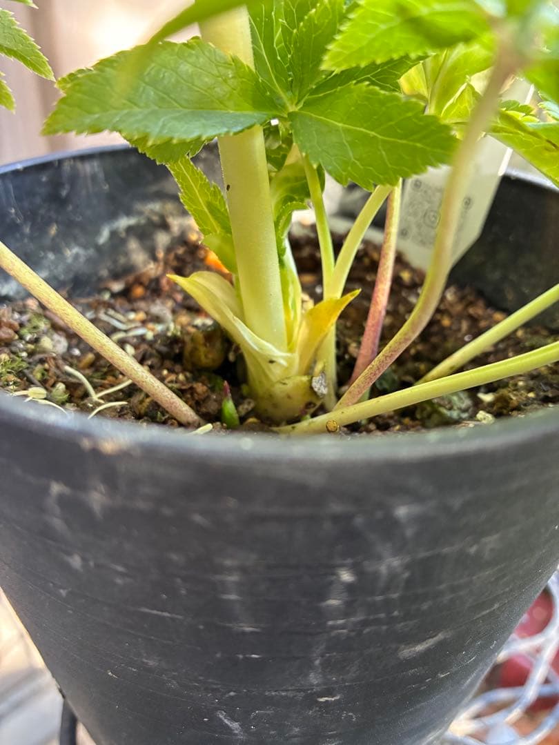 ♡広瀬園芸♡ SDベビーピンクぼかし