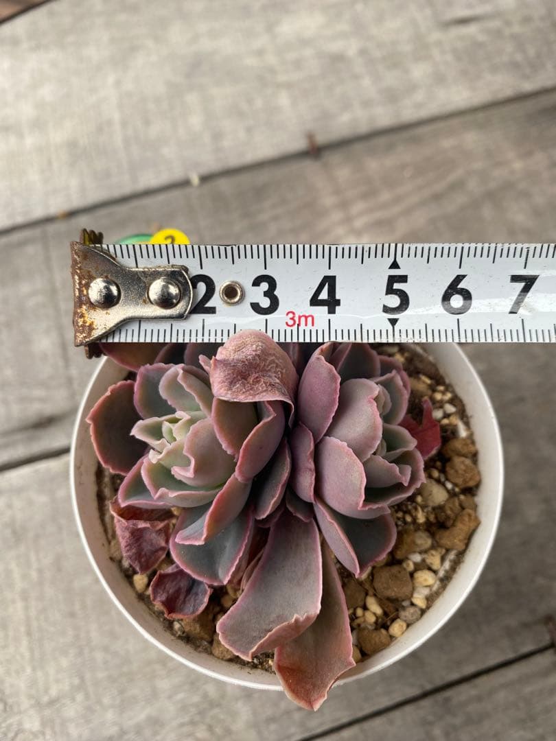 2 双頭　原種　チャザロイ　Chazaroi エケベリア 紫色