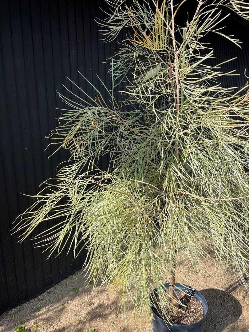 グレビレア ハニーワンダー 大株 オージープランツ