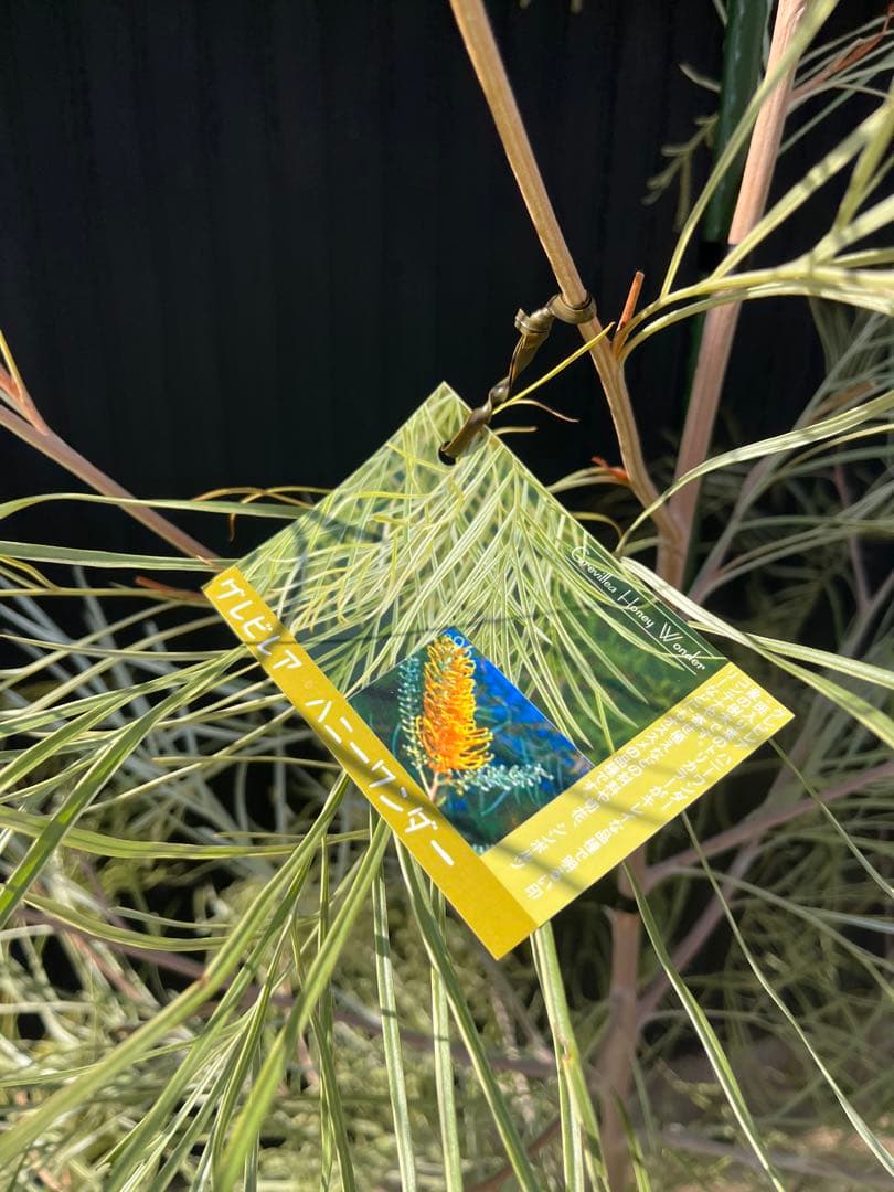 グレビレア ハニーワンダー 大株 オージープランツ