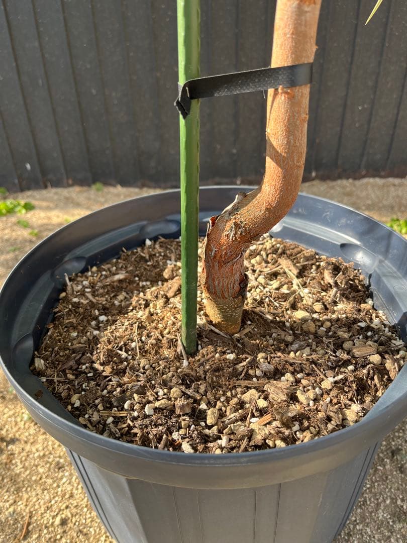 グレビレア ハニーワンダー 大株 オージープランツ