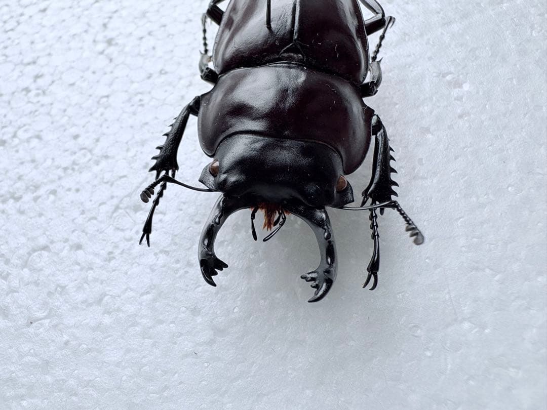 石垣島　ヤエヤママルバネクワガタ　【標本】61mm規制前野外品