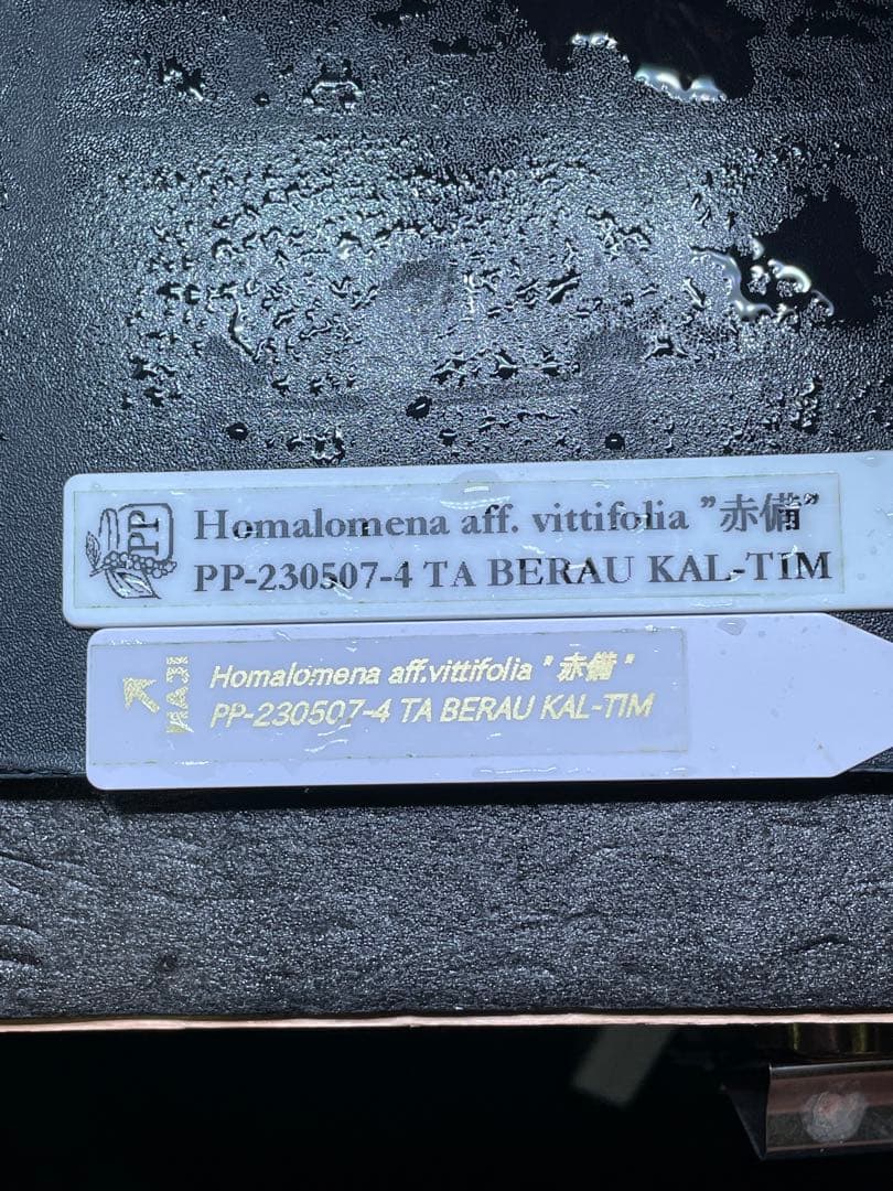 Homalomena aff. vittifolia \"赤備\" ホマロメナ　②