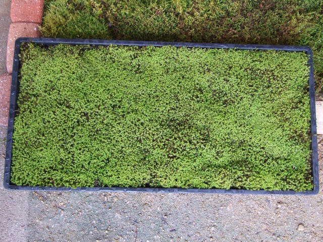 teru3　コケ各種5.5パレットとカサゴケ15本入1パック