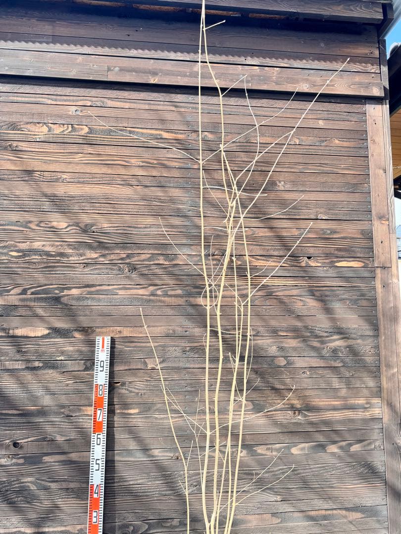 アオダモ/自生山採り【現品発送】管理70957