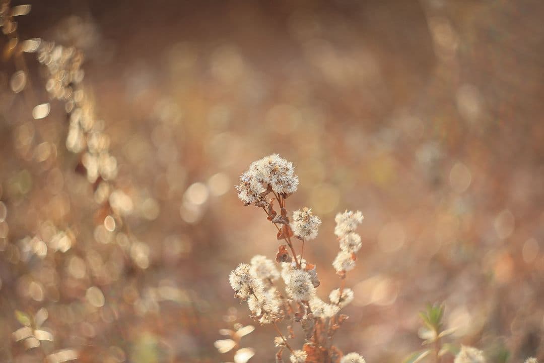 MC HELIOS-44M-6 58mm F2 《Valdai製》【美品】