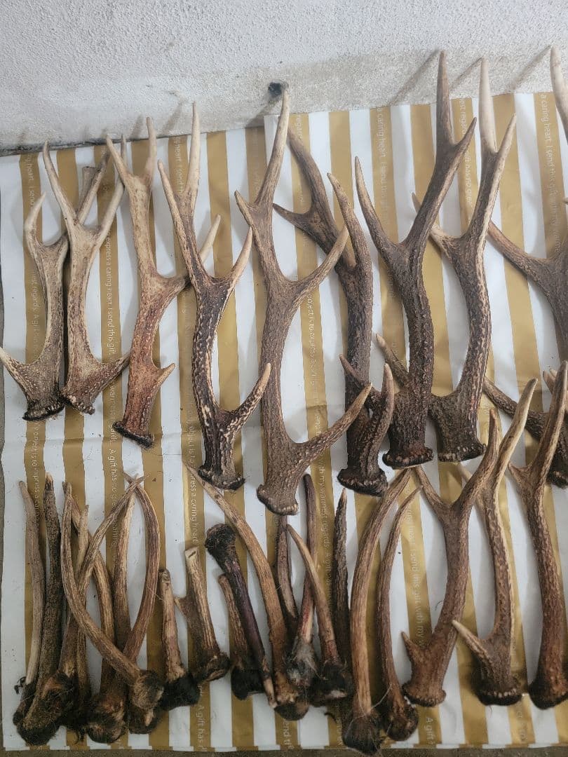 鹿の角　まとめて