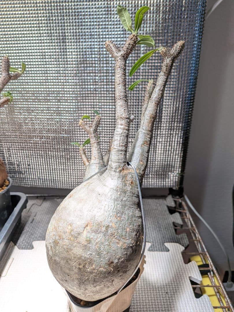 イ*ワ様 パキポディウム　グラキリス現地球