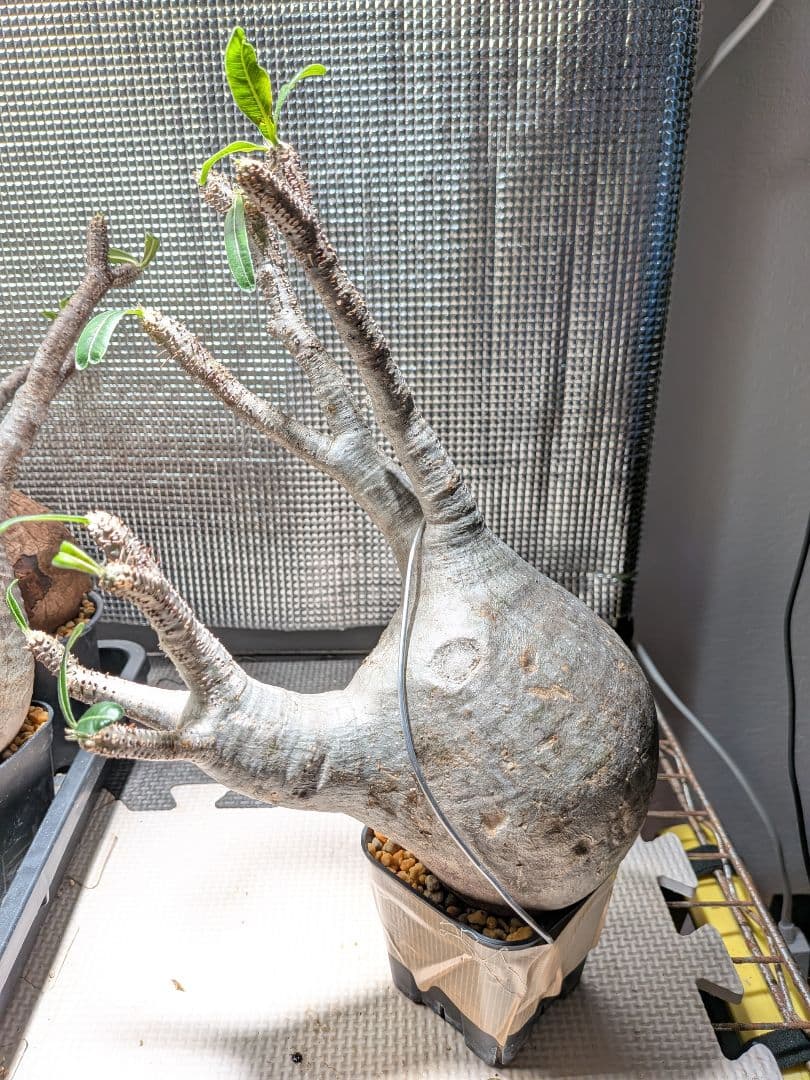 イ*ワ様 パキポディウム　グラキリス現地球