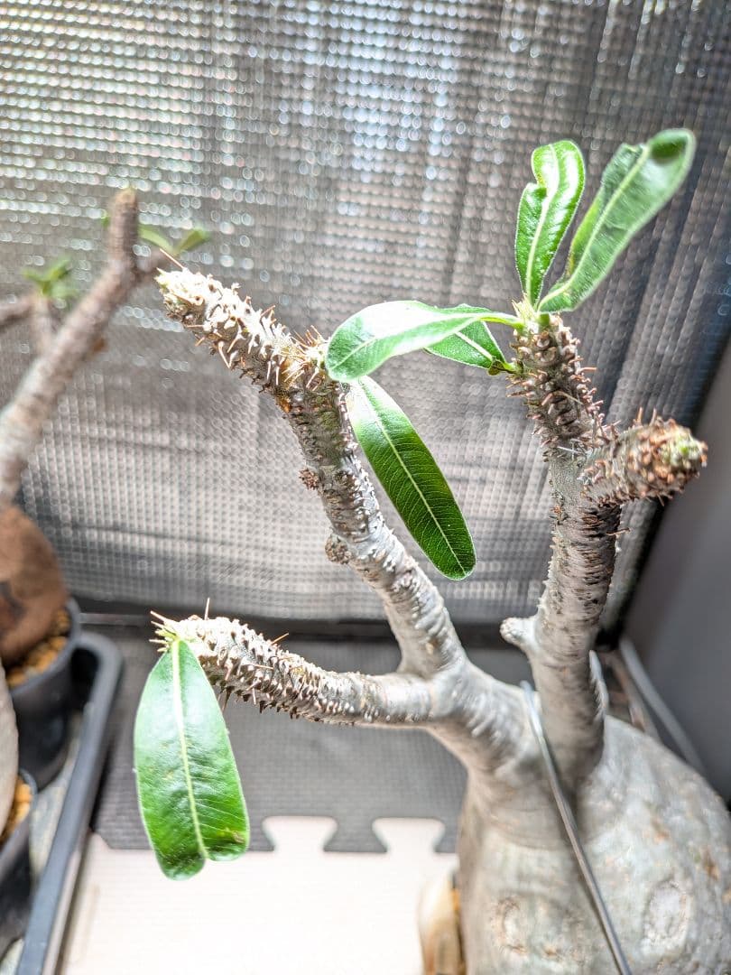 イ*ワ様 パキポディウム　グラキリス現地球