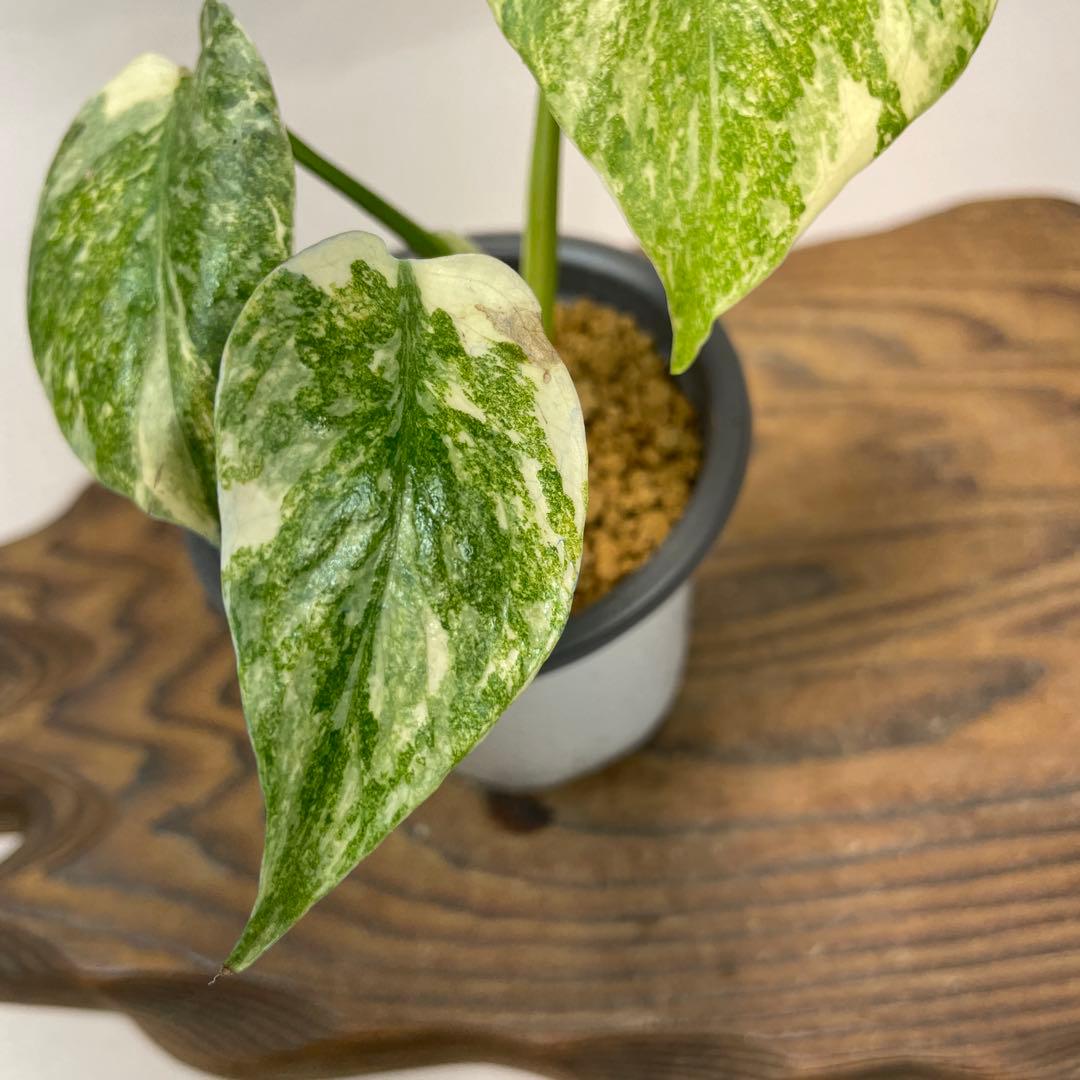 s*s様 L039モンステラ　デリシオーサ　レガシー　斑入り