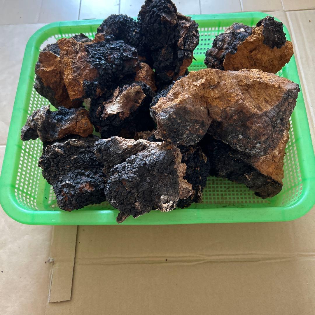 【北海道産】カバノアナタケ　2キロ （D）