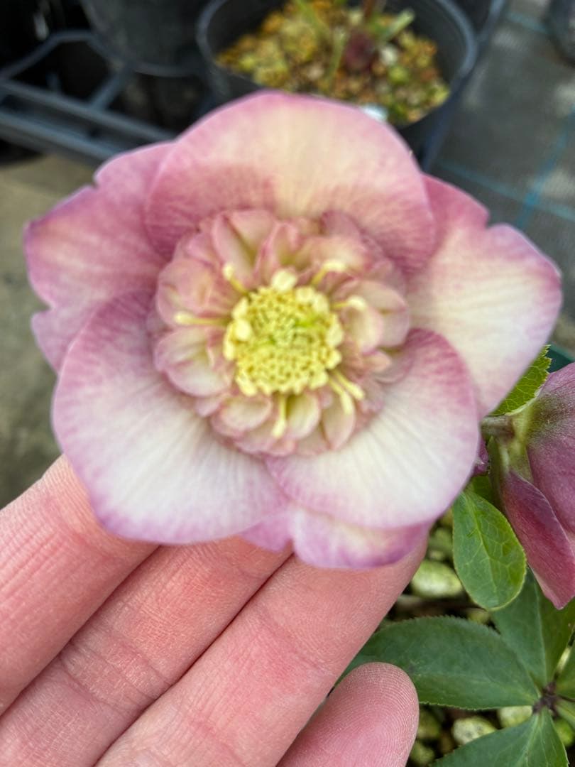 専用です⭐︎ 5日まで　クリスマスローズ　ピンクセミダブル　5寸