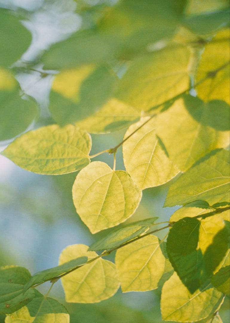 【動作品】Olympus PEN FT