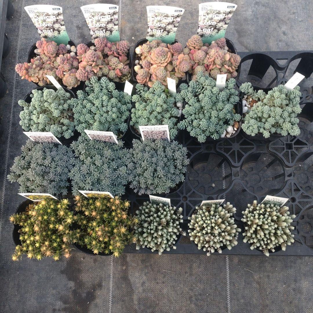 チョコモカさん専用