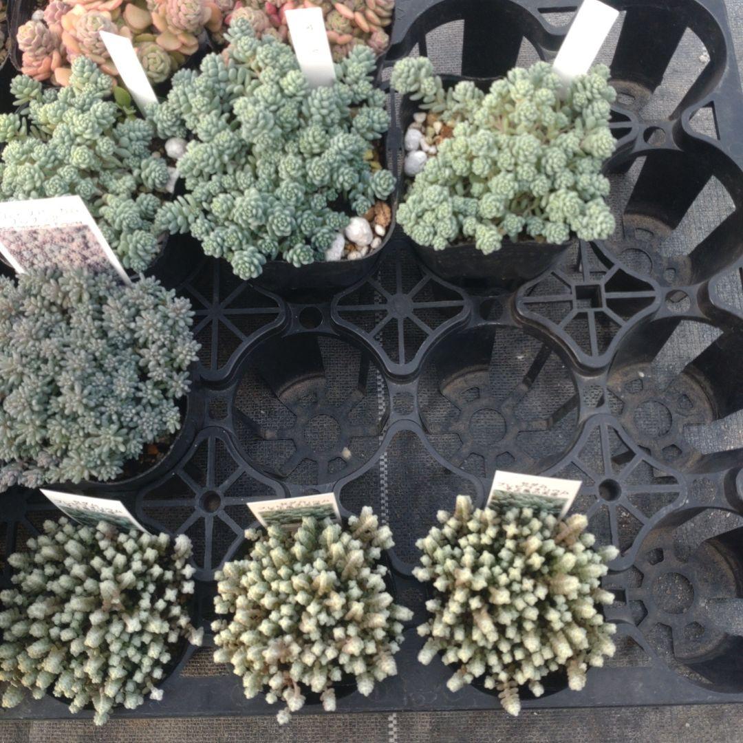 チョコモカさん専用