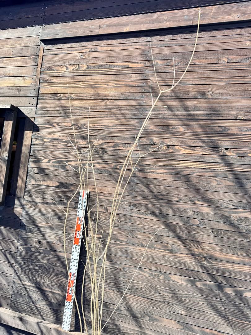 アオダモ/株立ち/自生山採り【現品発送】管理80018