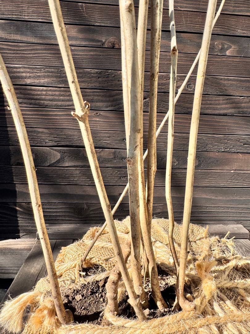 アオダモ/株立ち/自生山採り【現品発送】管理80018