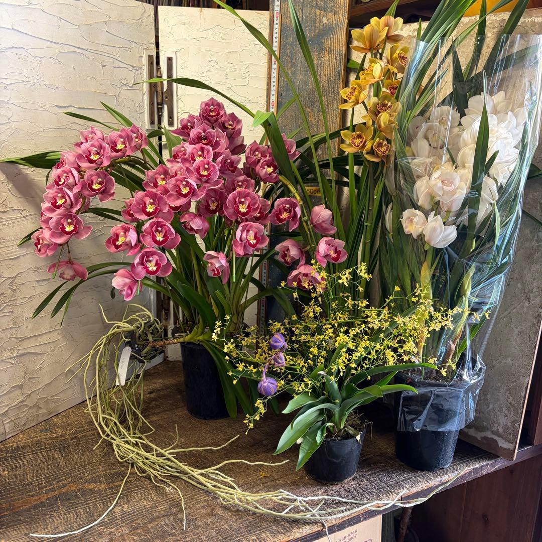 グ*チ様 蘭　育成用株　5つ　シンビジューム　バンダ　オンシジューム