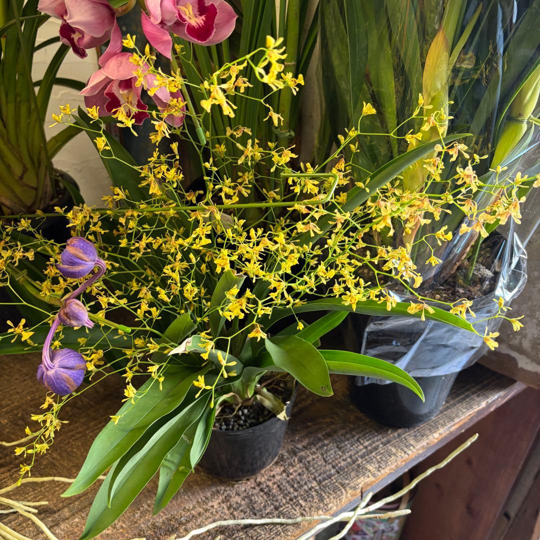 グ*チ様 蘭　育成用株　5つ　シンビジューム　バンダ　オンシジューム