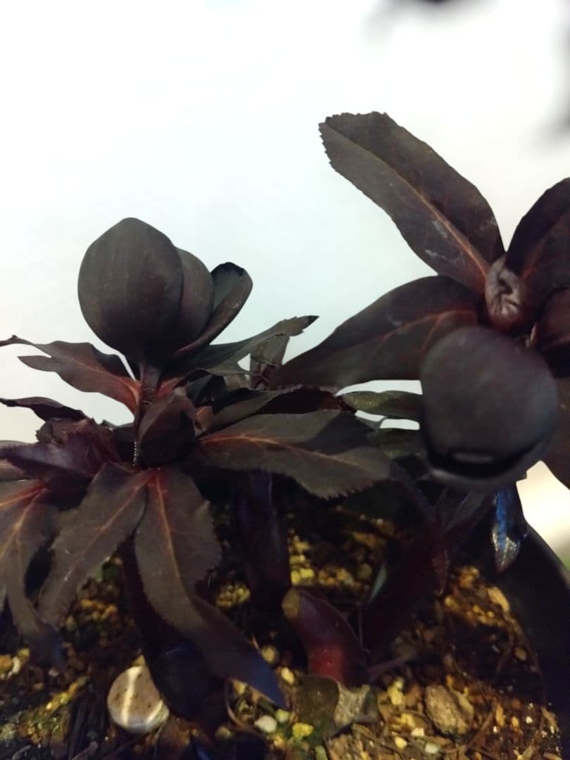 クリスマスローズ　真黒　dd