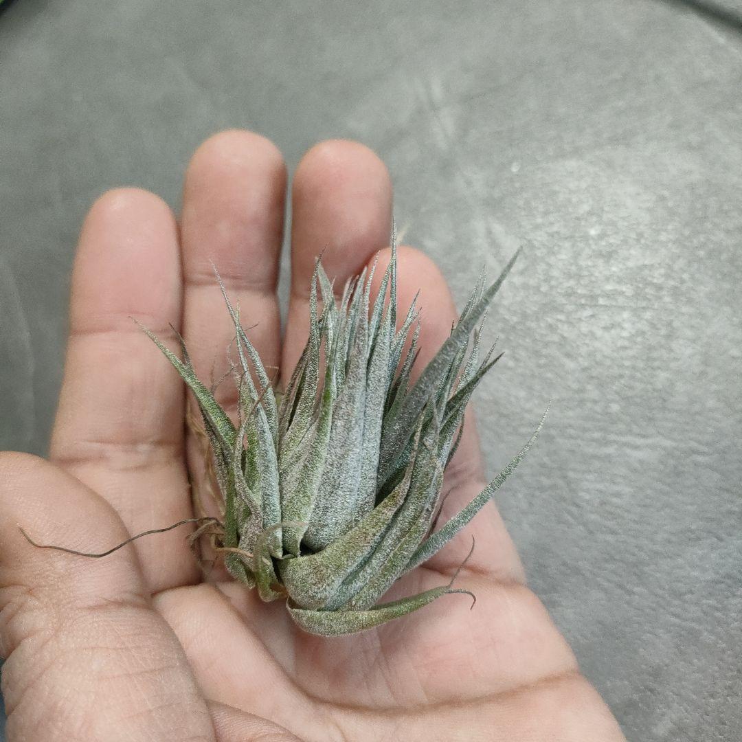 ティランジア チランジア ロゼイフローラ Tillandsia