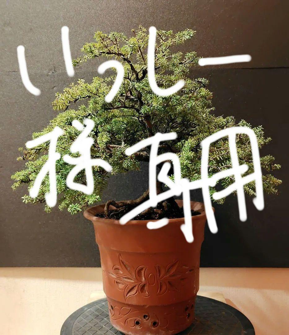 訳あり品、米栂盆栽！