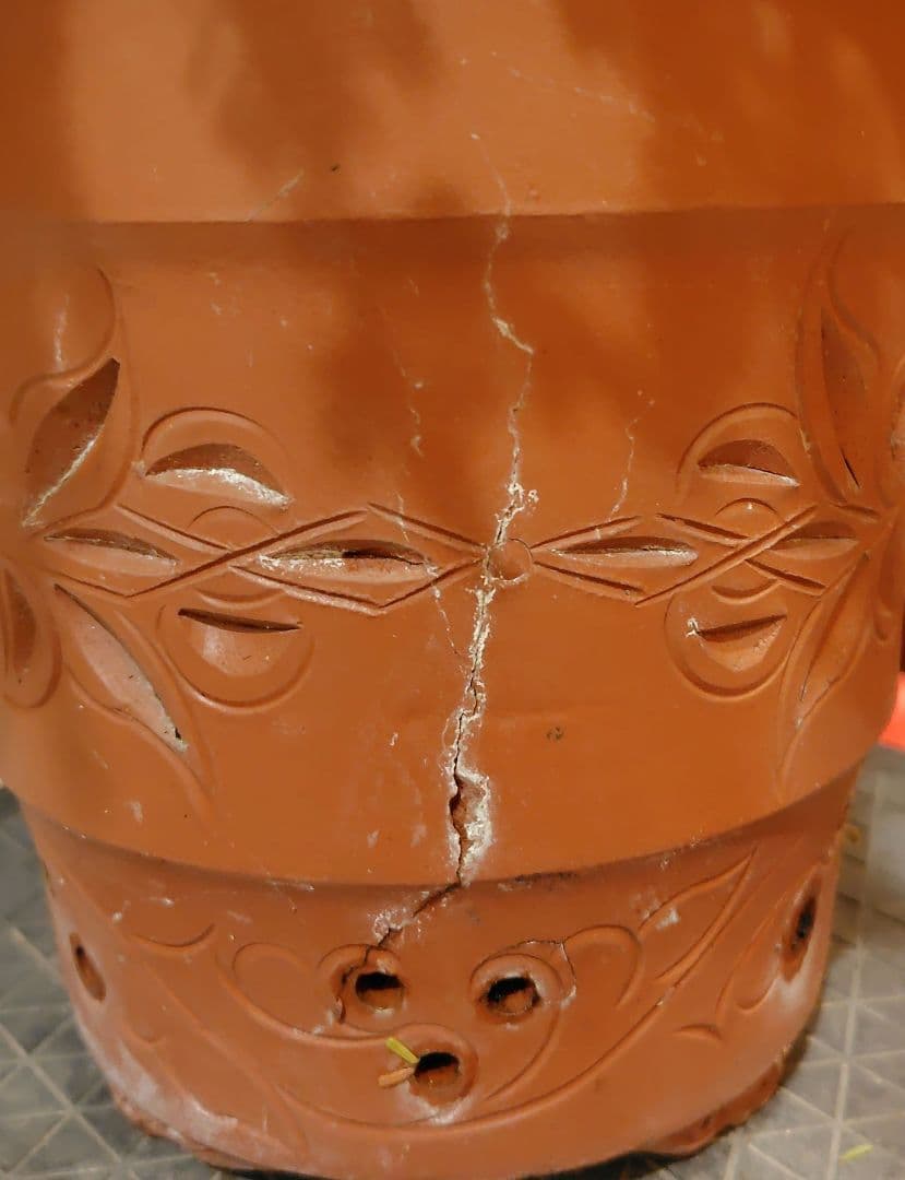 訳あり品、米栂盆栽！