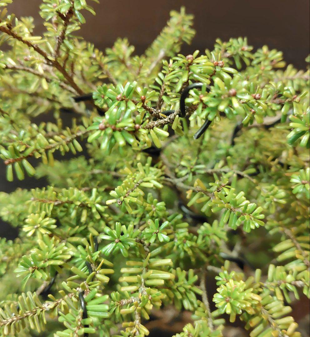 訳あり品、米栂盆栽！