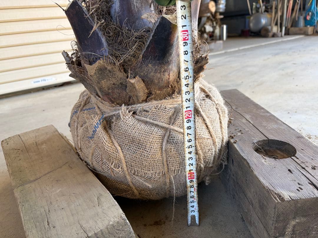 ココスヤシ　根鉢上から130cm