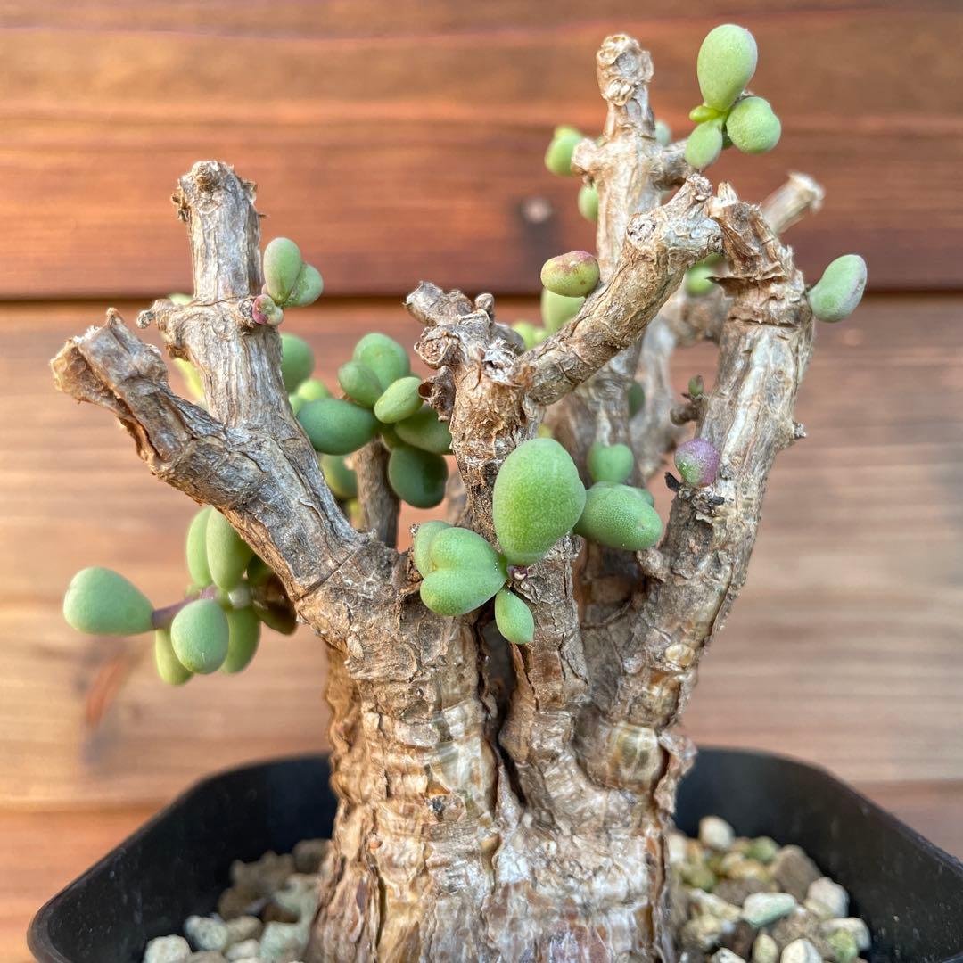 ケラリアピグマエア　#40