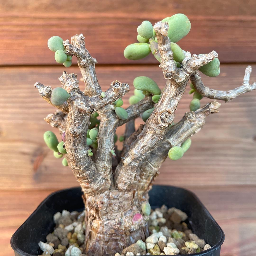 ケラリアピグマエア　#40