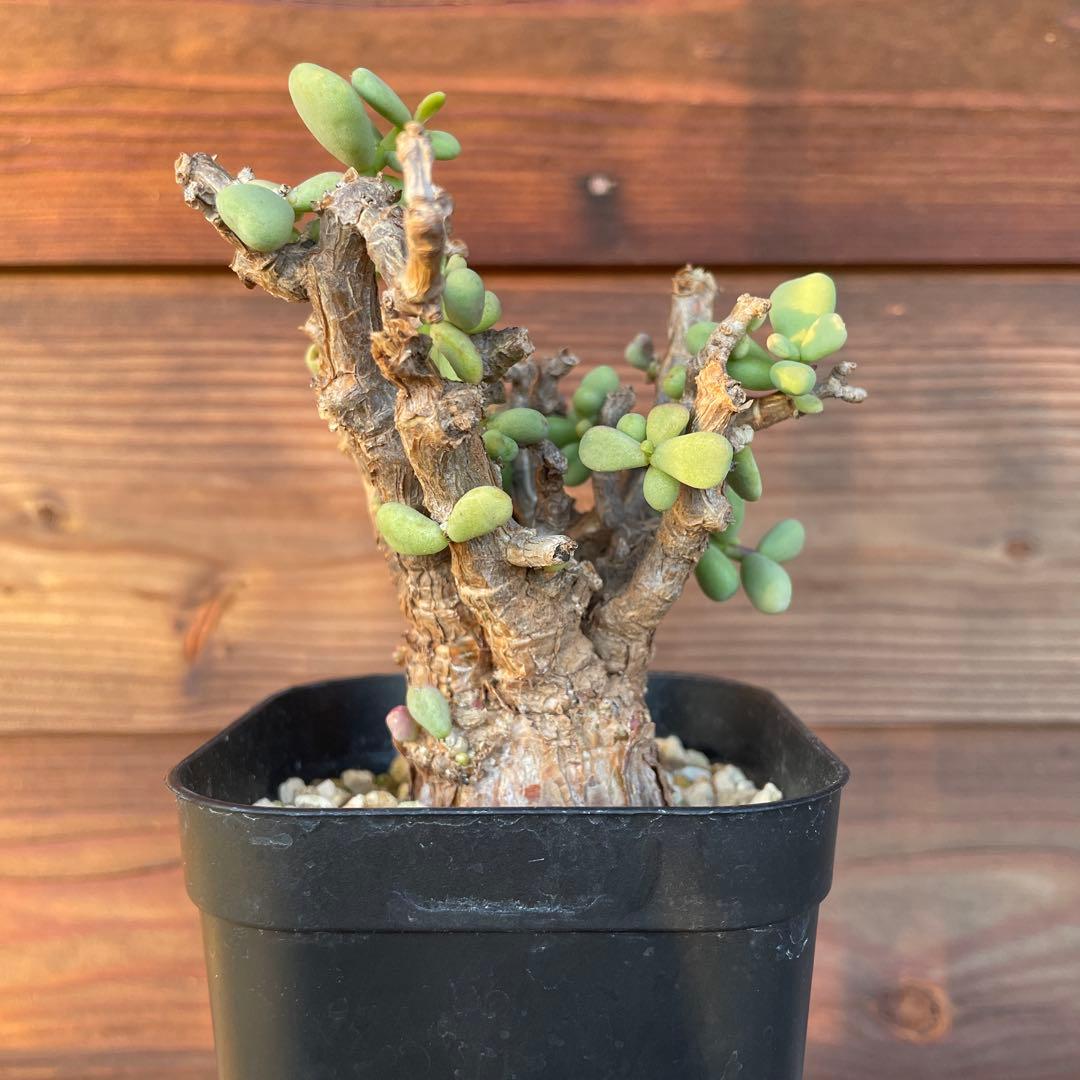 ケラリアピグマエア　#40