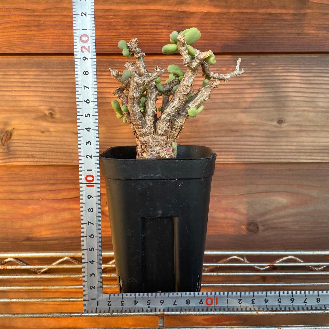 ケラリアピグマエア　#40