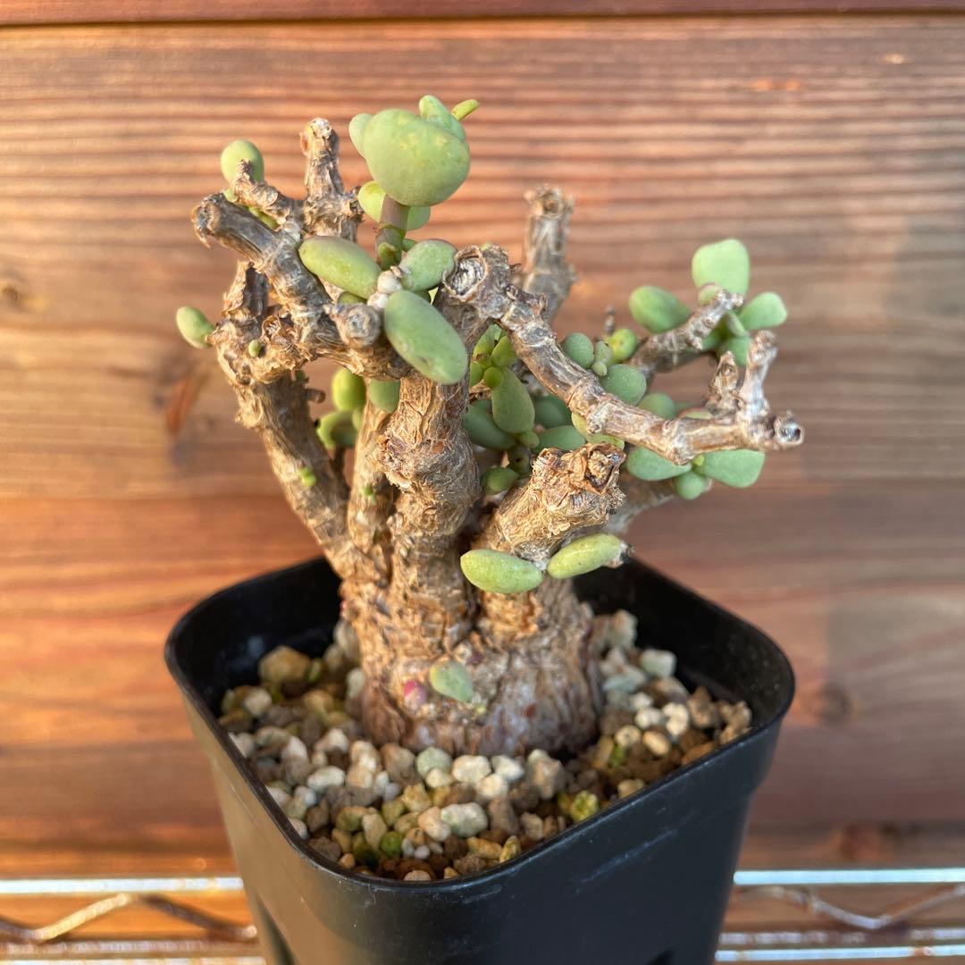 ケラリアピグマエア　#40